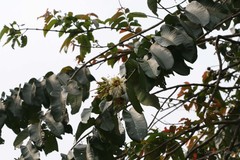 Duabanga grandiflora